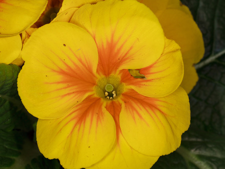 primroseの写真素材