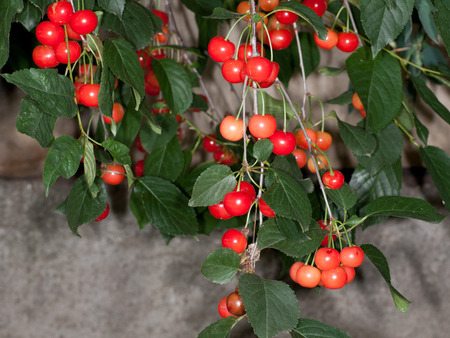 amarene  Prunus cerasus の写真素材