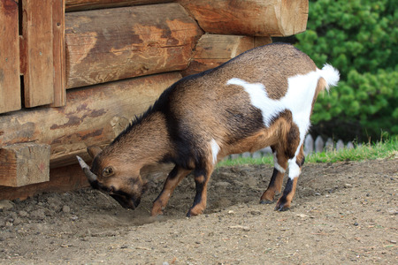 goatの写真素材