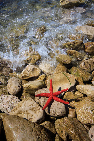 Red starfish Echinaster sepositusの写真素材