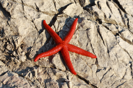 Red starfish Echinaster sepositusの写真素材