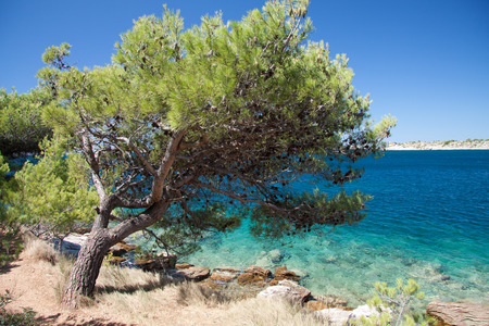 pine on the beach in Murter Croatiaの写真素材