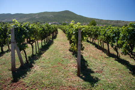 vineyards in Medjugorjeの写真素材