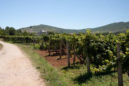 vineyards in Medjugorjeの写真素材