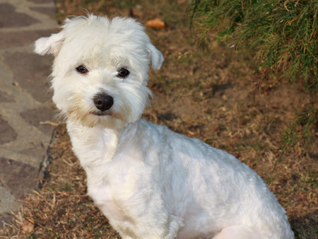 maltese dog puppy