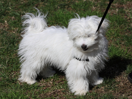 maltese dog puppy