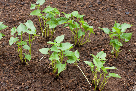 planting of green beansの写真素材