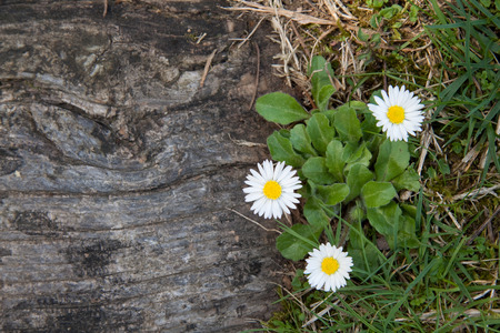 daisiesの写真素材