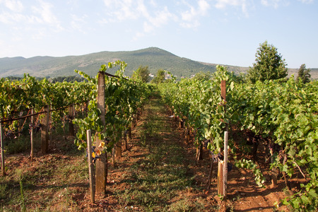 vineyards medjugorieの写真素材