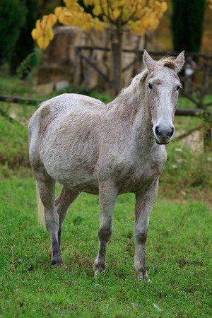 horseの写真素材