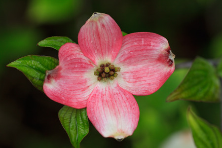 Cornus floridaの写真素材