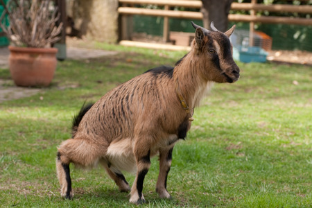 dwarf goatの写真素材