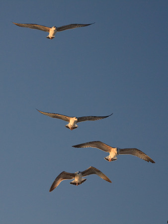 seagullsの写真素材