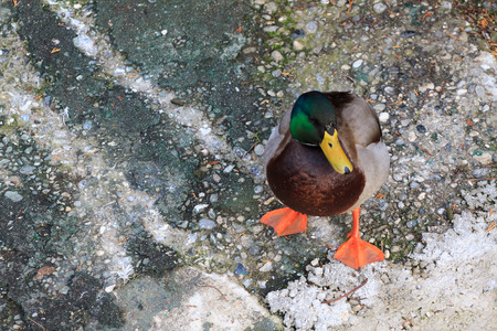 male mallard  Anas platyrhynchos の写真素材