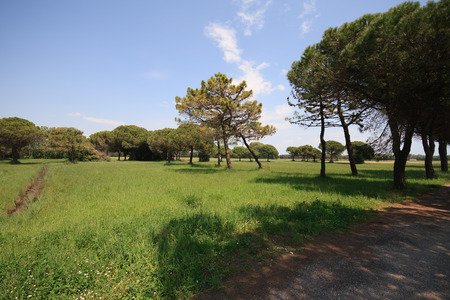 mouth of the Tagliamento  Veneto の写真素材