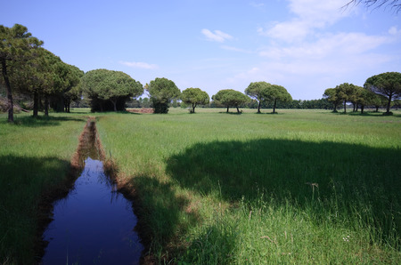 mouth of the Tagliamento  Veneto の写真素材