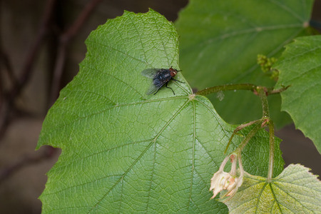 fly on leaf vineの写真素材
