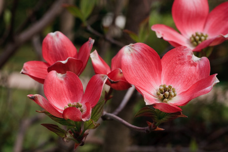 Cornus floridaの写真素材