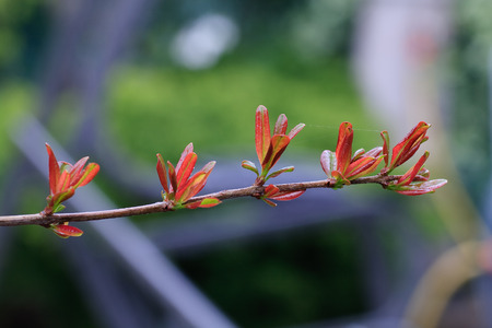 pomegranate leaves just sproutedの写真素材