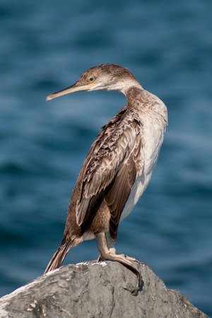 cormorantの写真素材