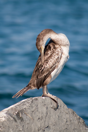 cormorantの写真素材