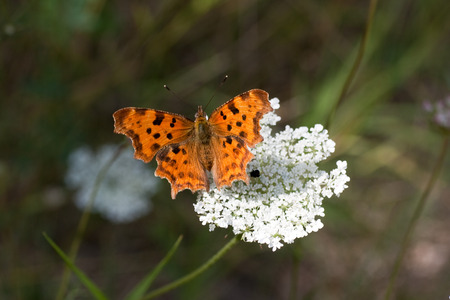 butterfly on a flowerの写真素材