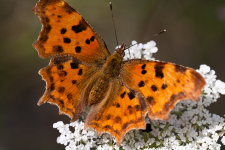 butterflyの写真素材
