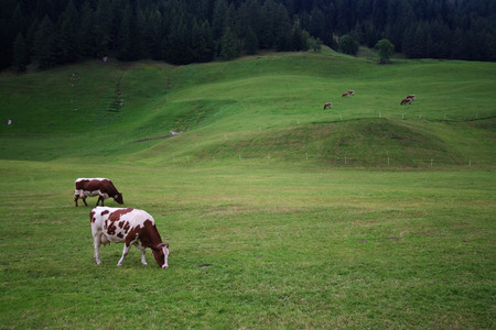 grazing cowsの写真素材