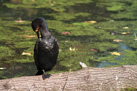 cormorantの写真素材