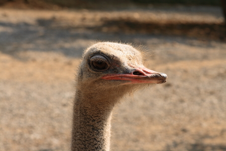 ostrichの写真素材