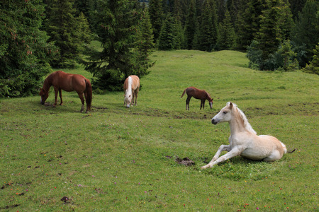 horses grazing - Alpe di Siusiの写真素材