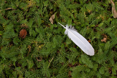 Pen of a bird in the undergrowthの写真素材