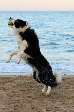Border Collieの写真素材