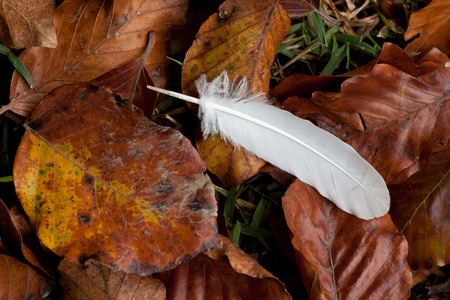 bird feather and dried leaves of beechの写真素材