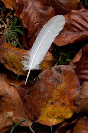 bird feather and dried leaves of beechの写真素材