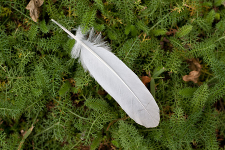 Pen of a bird in the undergrowthの写真素材