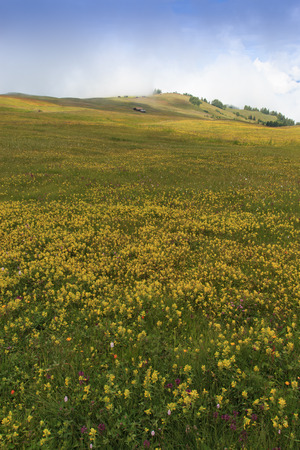 Alpe di Siusiの写真素材