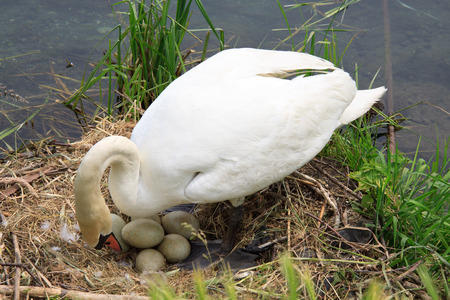 Swan during the hatching on the river Addaの写真素材