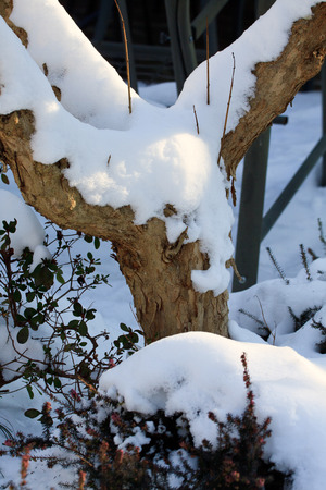 Pomegranate trunk covered in snowの写真素材