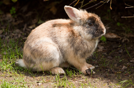 baby dwarf rabbitの写真素材