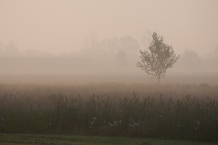 tree in the early morning fogの写真素材