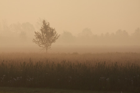 tree in the early morning fogの写真素材