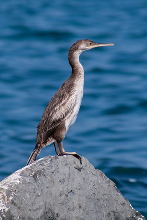 cormorantの写真素材