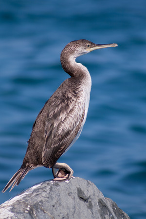 cormorantの写真素材