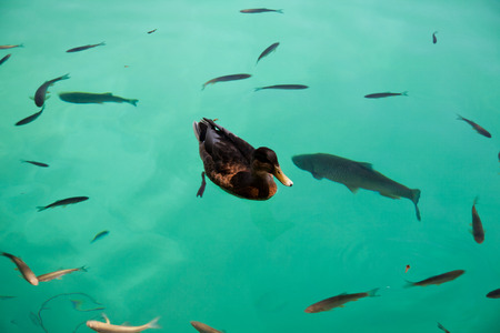 mallard and fish in the lake - National Park Plitviceの写真素材