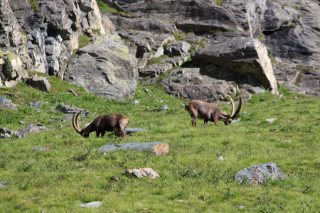 male ibex (capra ibex)の写真素材