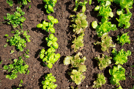 vegetable garden