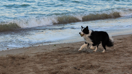 Border Collieの写真素材