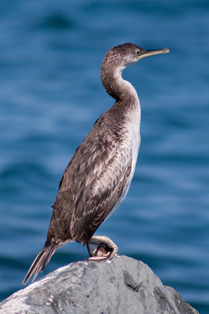 cormorantの写真素材