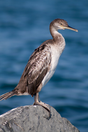 cormorantの写真素材